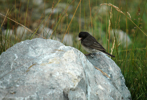 Junco ardoisé-Junco hyemalis-Dark-eyed Junco (4).jpg