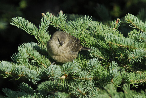 Vacher à tête brune-Molothrus ater - Brown-headed Cowbird j.jpg