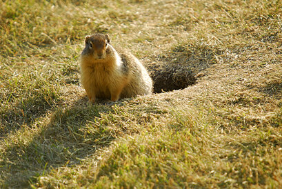 Marmotte à ventre jaune-Marmota flaviventris-Yellow-bellied Marmot (a1) (13).jpg