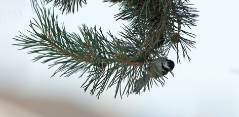 Mésange à tête noire-Poecile atricapillus-Black-capped Chickadee (279).jpg