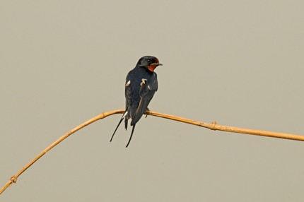 Hirondelle rustique-Hirundo rustica-Barn Swallow (12).JPG