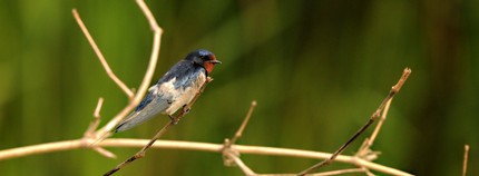 Hirondelle rustique-Hirundo rustica-Barn Swallow (17).JPG