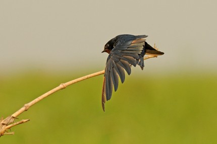 Hirondelle rustique-Hirundo rustica-Barn Swallow (36).JPG