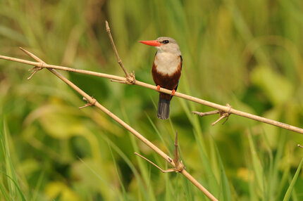 Martin-chasseur à tête grise-Halcyon leucocephala-Grey-headed Kingfisher (2).jpg