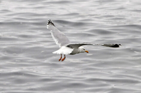Goéland argenté - Larus argentatus - European Herring Gull (6) copie.jpg