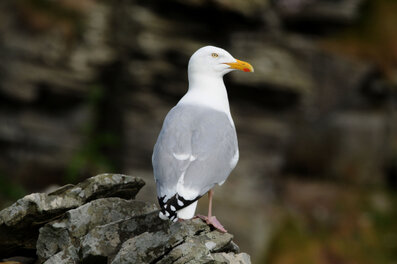 Goéland argenté - Larus argentatus - European Herring Gull (56).jpg