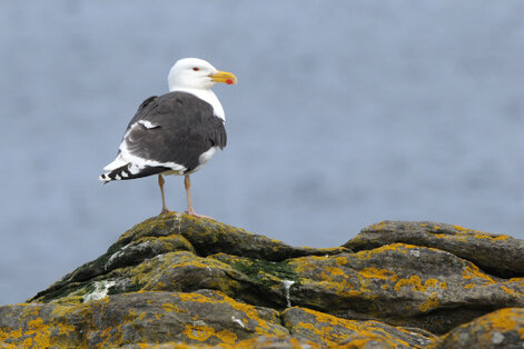 Goéland marin - Larus marinus - Great Black-backed Gull (3).jpg