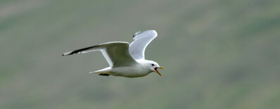 Goéland cendré - Larus canus - Mew Gull (12).jpg