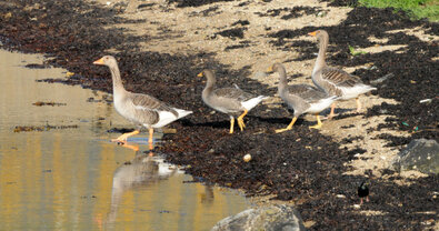 Oie cendrée - Anser anser - Greylag Goose (7).jpg