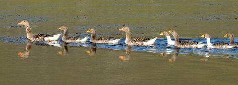 Oie cendrée - Anser anser - Greylag Goose (8).jpg