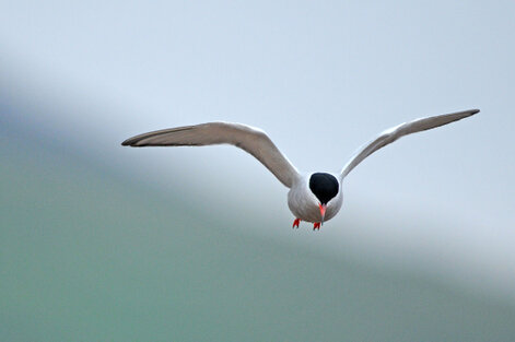 Sterne pierregarin - Sterna hirundo - Common Tern (20) copie.jpg