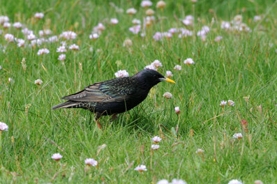 Étourneau sansonnet - Sturnus vulgaris - Common Starling (1) copie.jpg