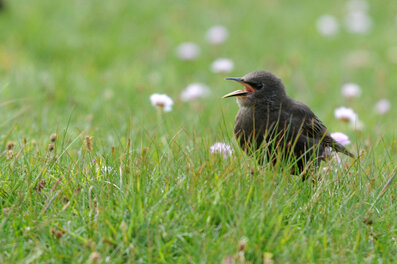 Étourneau sansonnet - Sturnus vulgaris - Common Starling (2) copie.jpg