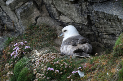 Fulmar boréal - Fulmarus glacialis - Northern Fulmar (16).jpg