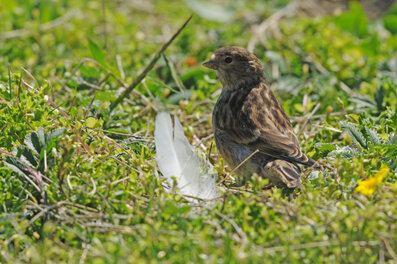 Linotte à bec jaune - Linaria flavirostris - Twite (11).jpg