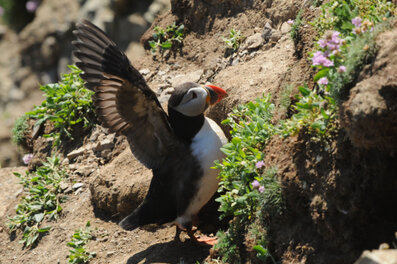 Macareux moine - Fratercula arctica - Atlantic Puffin (215).jpg