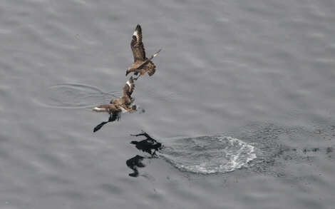Grand Labbe - Stercorarius skua - Great Skua (26).jpg