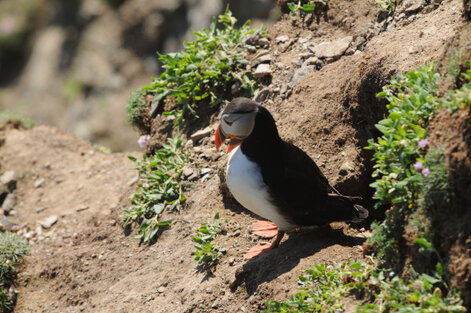 Macareux moine - Fratercula arctica - Atlantic Puffin (234).jpg