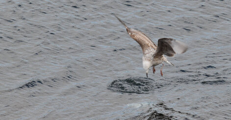 Goéland argenté - Larus argentatus - European Herring Gull (12).jpg