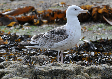 Goéland marin - Larus marinus - Great Black-backed Gull (1).jpg