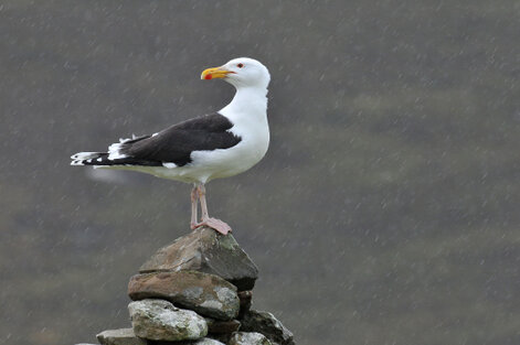 Goéland marin - Larus marinus - Great Black-backed Gull (10).jpg