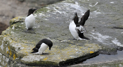 Pingouin torda - Alca torda - Razorbill (308).jpg