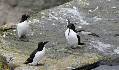 Pingouin torda - Alca torda - Razorbill (319).jpg