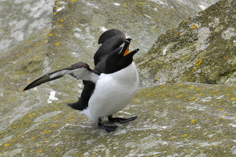 Pingouin torda - Alca torda - Razorbill (384).jpg