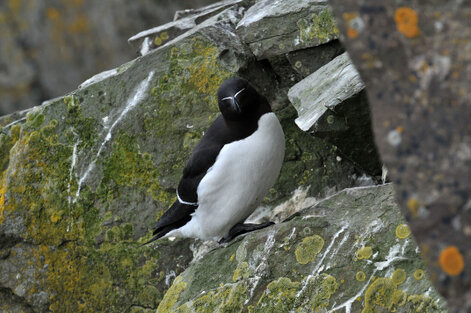 Pingouin torda - Alca torda - Razorbill (530).jpg