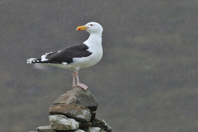 Goéland marin - Larus marinus - Great Black-backed Gull.jpg