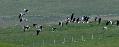 Oie cendrée - Anser anser - Greylag Goose (6).jpg