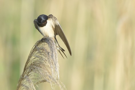 Hirondelle rustique - Hirundo rustica - Barn Swallow (3).JPG