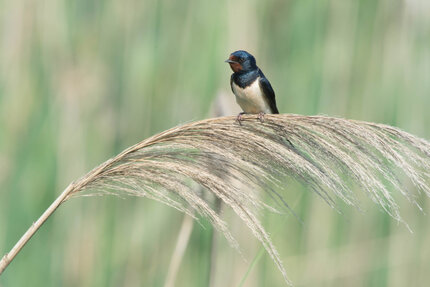 Hirondelle rustique - Hirundo rustica - Barn Swallow (4).jpg
