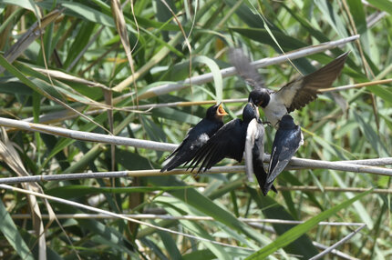 Hirondelle rustique - Hirundo rustica - Barn Swallow (5).jpg