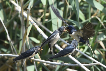 Hirondelle rustique - Hirundo rustica - Barn Swallow (6).jpg