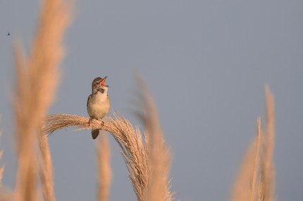 Rousserolle effarvatte - Acrocephalus scirpaceus - Eurasian Reed Warbler (1).JPG