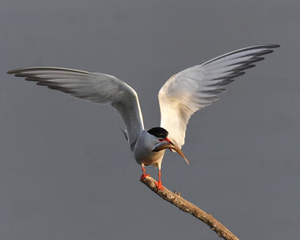 Sterne pierregarin - Sterna hirundo - Common Tern (1).jpg