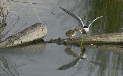 Sterne pierregarin - Sterna hirundo - Common Tern (2).jpg