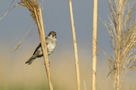 Moineau espagnol - Passer hispaniolensis - Spanish Sparrow (1).JPG