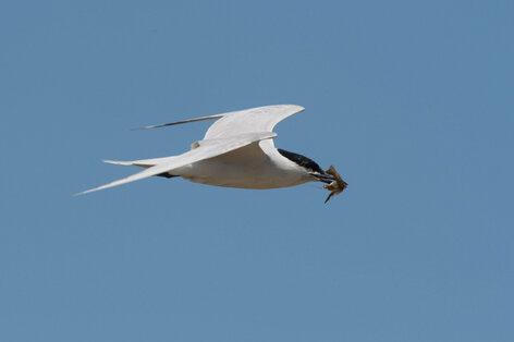 Sterne hansel - Gelochelidon nilotica - Gull-billed Tern.jpg