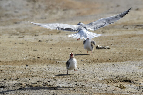 Sterne pierregarin - Sterna hirundo - Common Tern (7).jpg