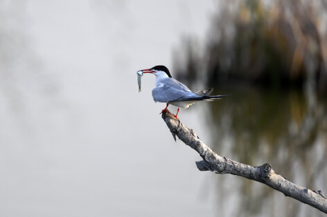 Sterne pierregarin - Sterna hirundo - Common Tern (9).jpg