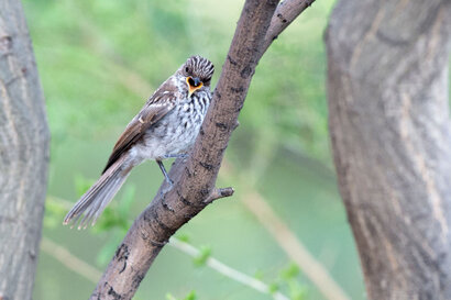 Gobemouche gris - Muscicapa striata - Spotted Flycatcher (19).jpg