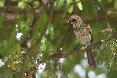 Gobemouche gris - Muscicapa striata - Spotted Flycatcher (3).jpg
