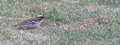 Mahali à sourcils blancs - Plocepasser mahali - White-browed Sparrow-Weaver (15).jpg