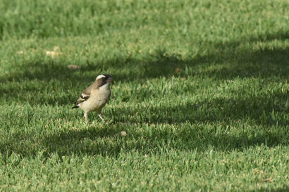 Mahali à sourcils blancs - Plocepasser mahali - White-browed Sparrow-Weaver (7).jpg