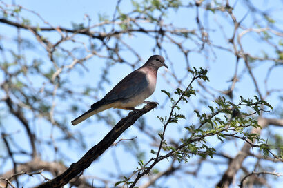 Tourterelle maillée - Spilopelia senegalensis - Laughing Dove (20).jpg