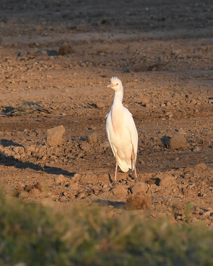 Héron garde-bœufs - Bubulcus ibis - Western Cattle Egret.jpg