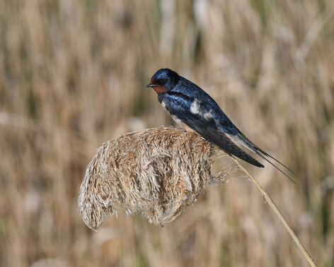 Hirondelle rustique - Hirundo rustica - Barn Swallow (1).jpg