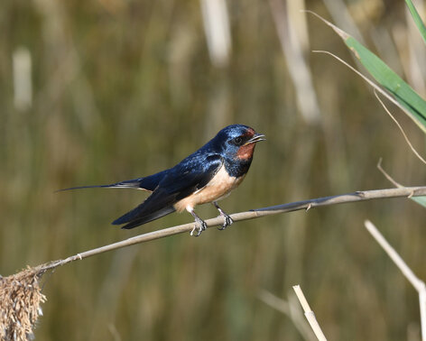 Hirondelle rustique - Hirundo rustica - Barn Swallow (2).jpg